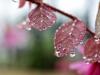 Morning Dew (Full shot, see next)