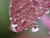 Morning Dew (1:1 shot, see previous)